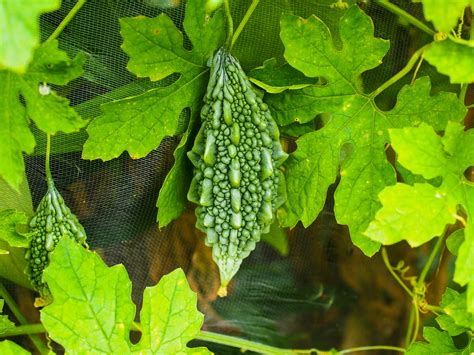 how to reduce bitterness in bitter gourd|Here Are 3 Easy Ways to Remove The Bitterness From .